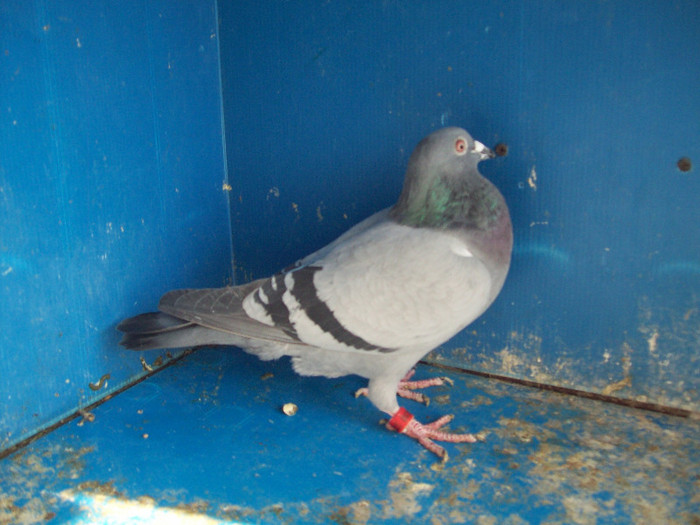 101_2711 - rezultate 2011
