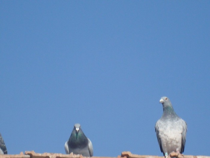 DSC05356 - porumbeii mei