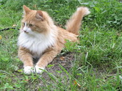 220px-Siberian_cat_-_Tofik