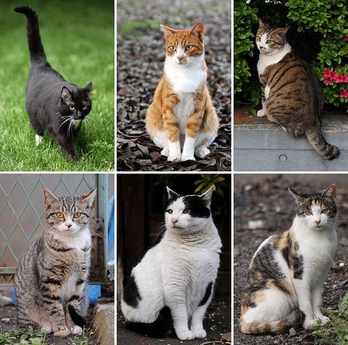 603px-Collage_of_Six_Cats-01 - pisicile-preferatele mele