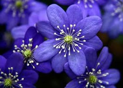 1 - flori albastre