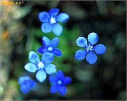 2 - flori albastre