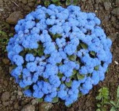 6 - flori albastre