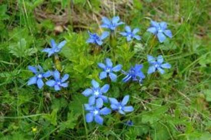 10 - flori albastre