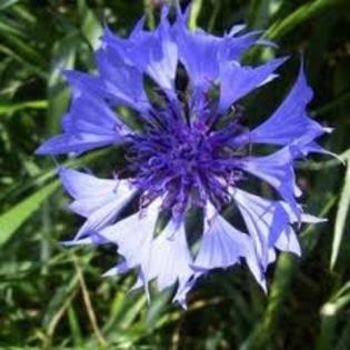 11 - flori albastre
