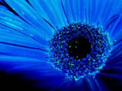 13 - flori albastre