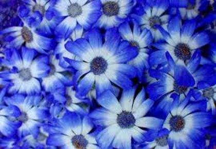 14 - flori albastre
