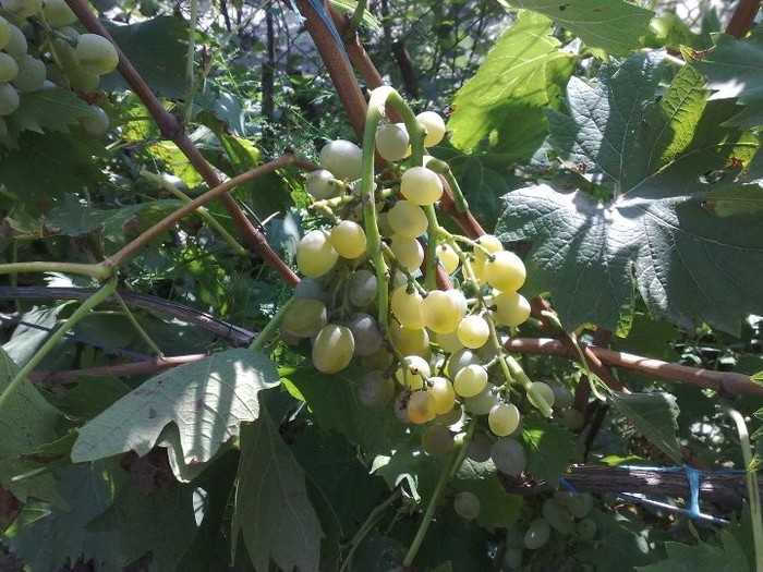 muscat de poloskei_6 sept - Soiuri de masa cu maturare tarzie