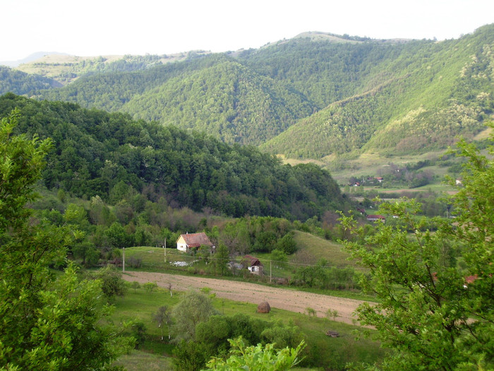 satu ribita vazut de sus 4