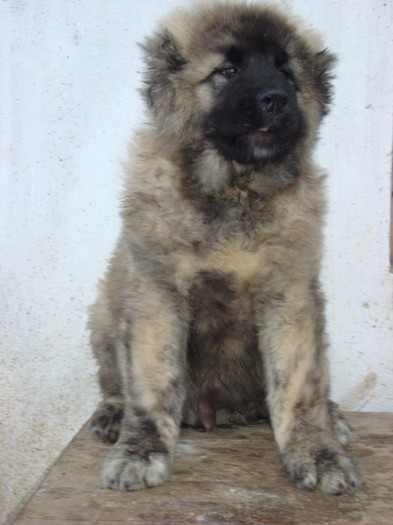 malakai 029; mascul 3 luni
