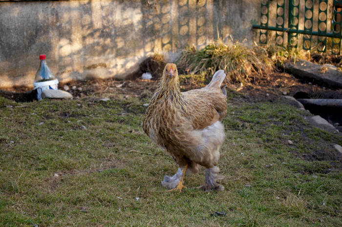 oct.2011 - 31 brahma albastru potarnichiu 2011