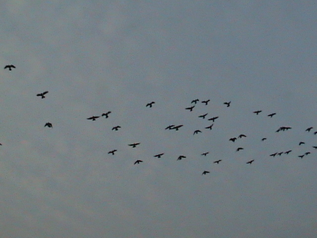 zborul de dimineata - Pui zburati Arad in 2011