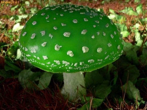 july_08_1_38_1232897735 - green
