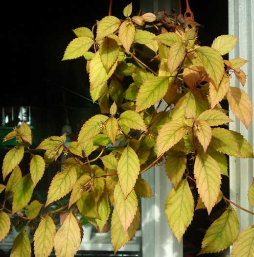 Yellow Beauty - Achimenes