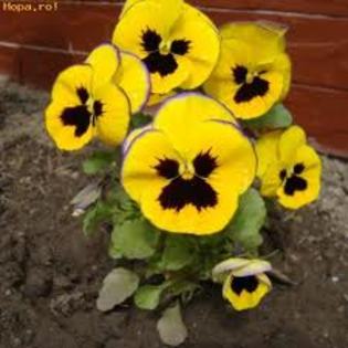 images (4) - poze flori