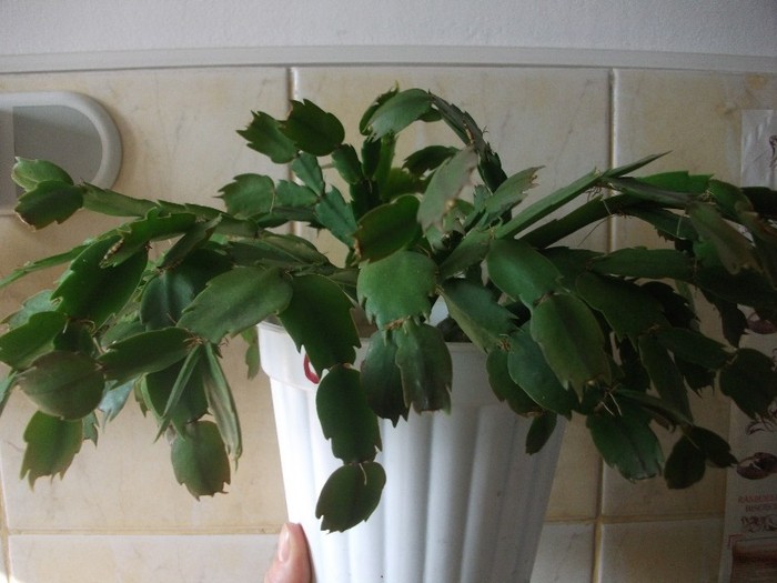 craciunita portocalie