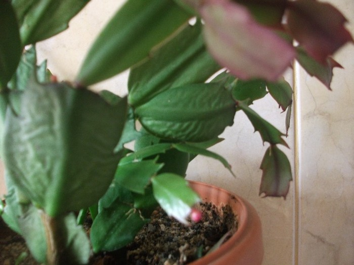 boboc de la craciunita rosie