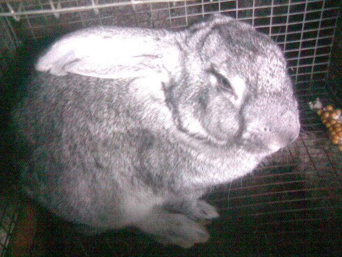 iepuroi - iepuri-comuni 2011
