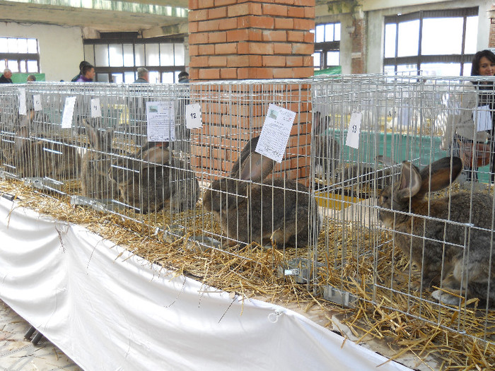 6 iepuri( ai  mei) - La Expozitii