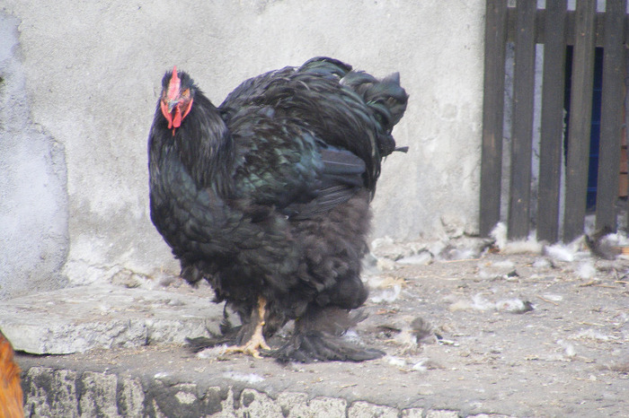 1 (2) - 9___ MATCA PENTRU 2012