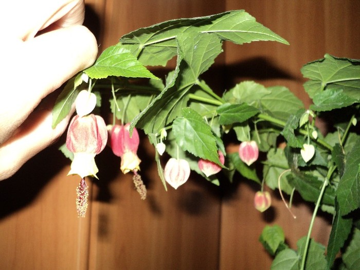 Abutilon - Abutilon