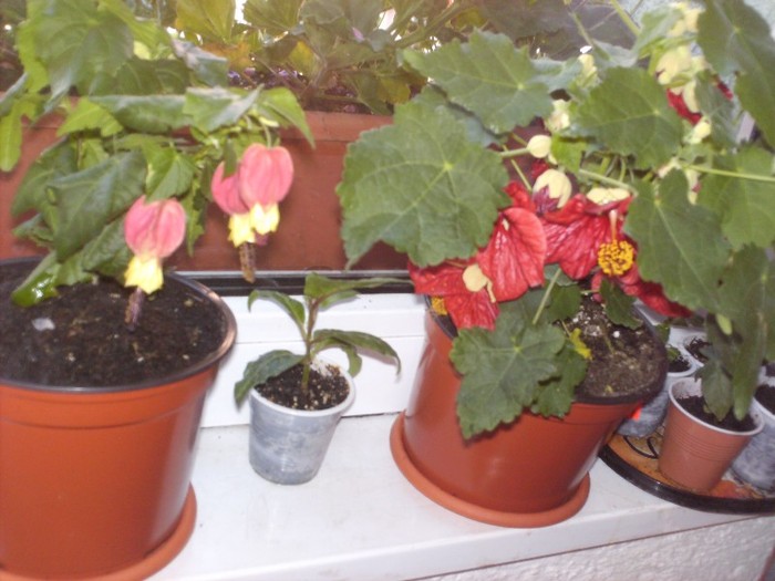 Abutilon achizitionati 2011