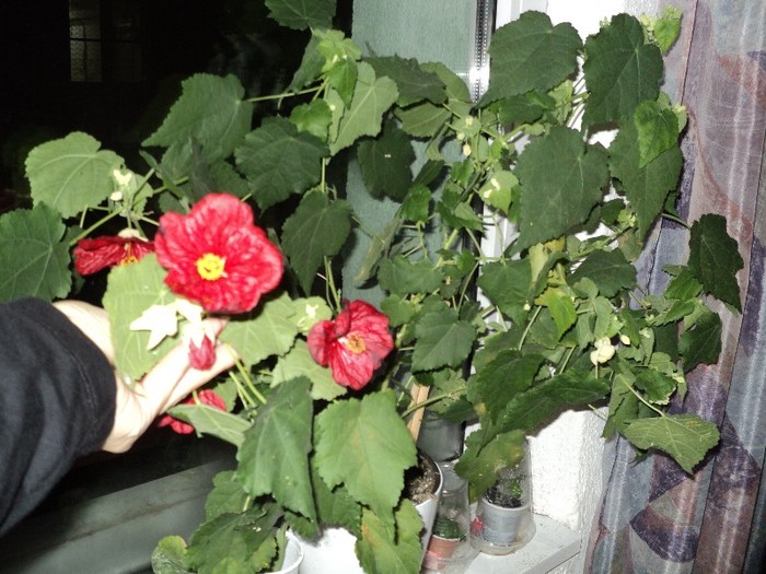 Abutilon - Abutilon