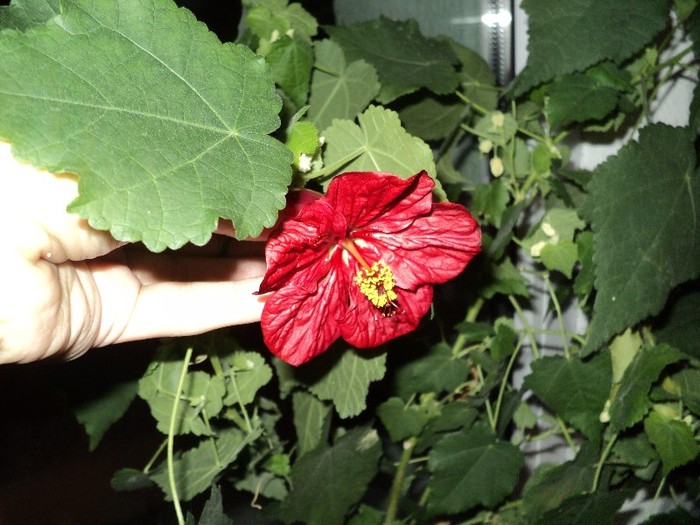 Floare de abutilon - Abutilon