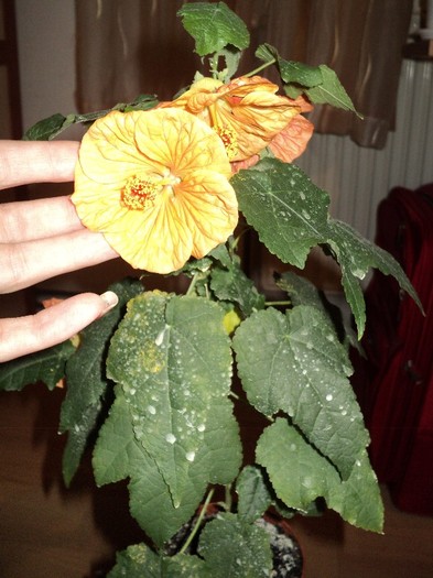 Abutilon portocaliu - Abutilon