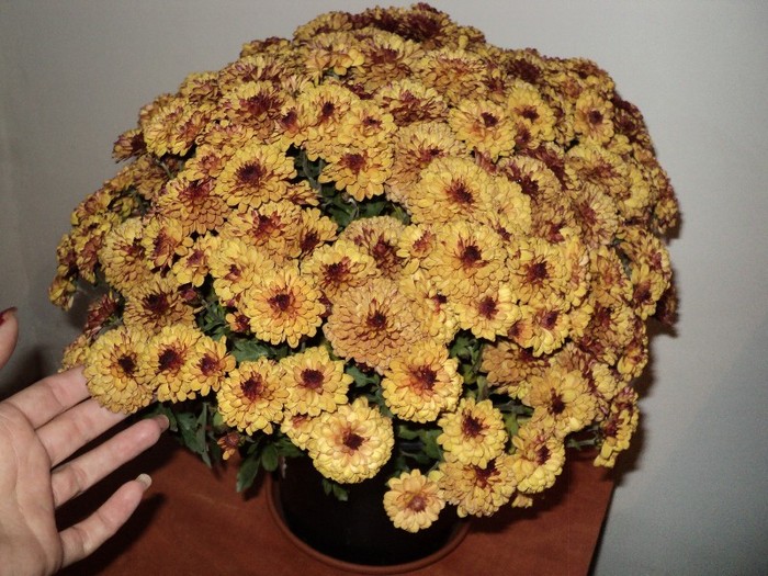 Crizantema aurie cu ochi intunecat
