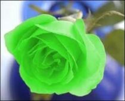 dana_mary26100 - green