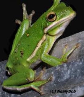 images (39) - green