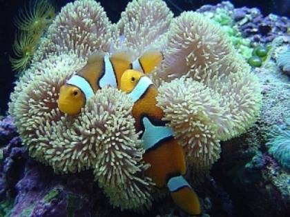 amphiprionpercula_5_tn - animale maritime