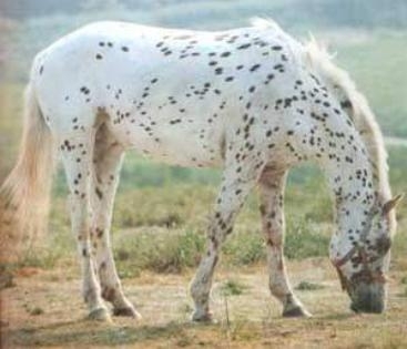 rase_de_cai_-_Appaloosa - cai