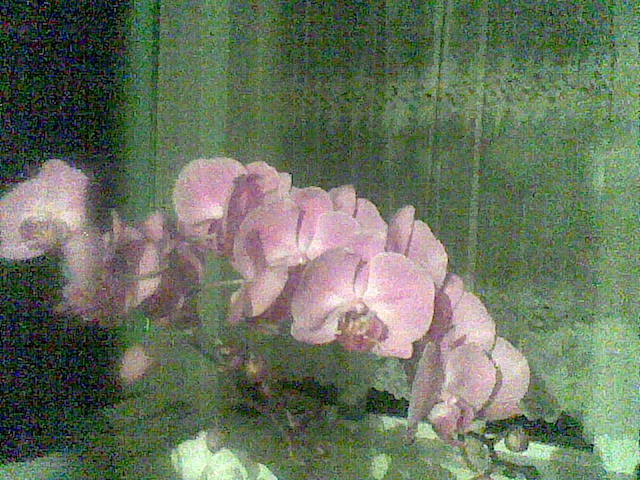 phalaenopsis - pozele mele