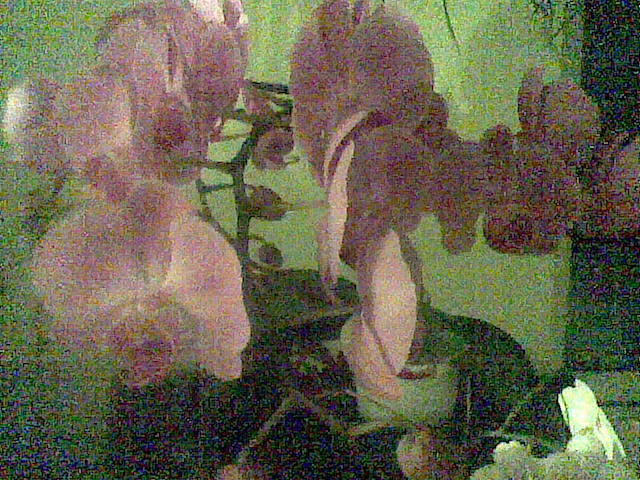 Phalaenopsis - pozele mele