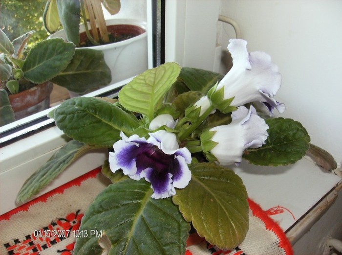 Siningia special-gloxinia