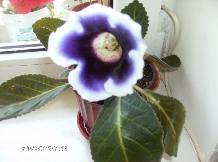 tot gloxinia - pozele mele