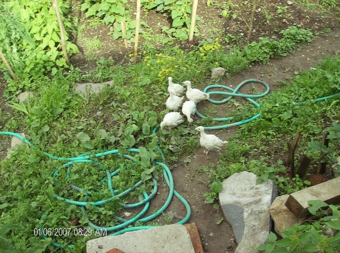 pui de curca in gradina de legume - pozele mele