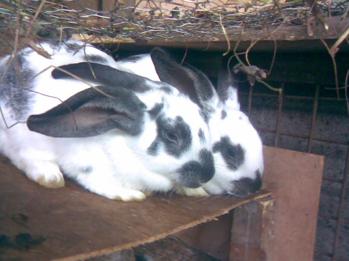 05112011(024) - iepuri-comuni 2011