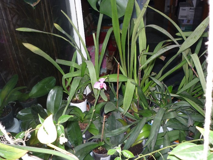 Si alte orhidee