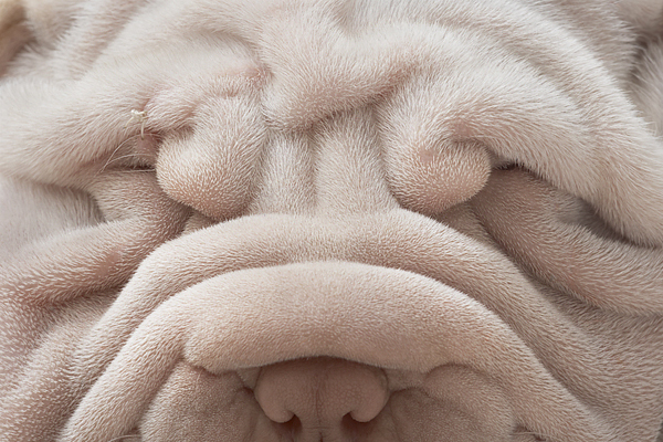 01_shar_pei