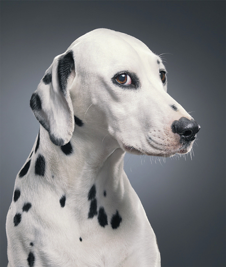 08_dalmatian