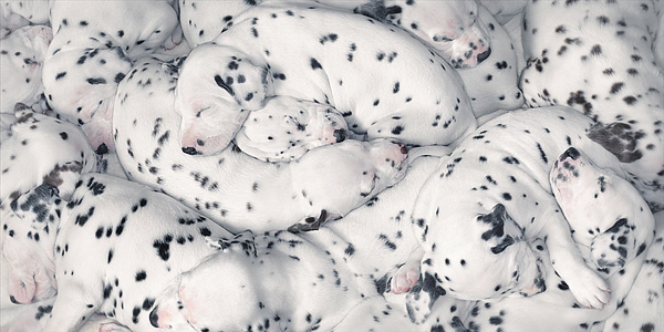13_dalmatian - Album pentru DogZPage