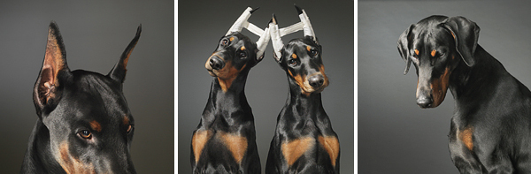 19_doberman_pinscher