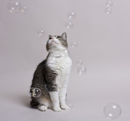 bubblecat-300x279 - Album pentru ii3swiitikiitten3ii