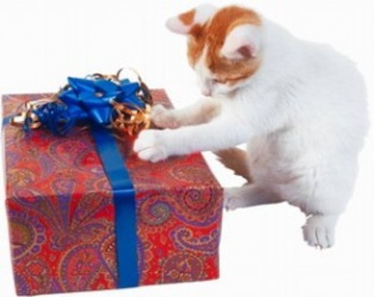 cat_present1-300x238