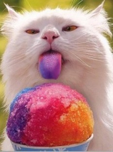 cat-eating-snow-cone-222x300 - Album pentru ii3swiitikiitten3ii