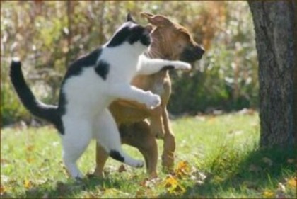 cat-fight-a-dog1-300x201 - Album pentru ii3swiitikiitten3ii