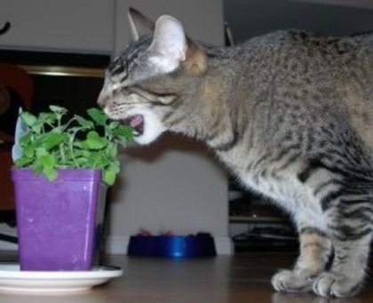 catnip-300x244